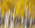 USA-Utah-Capital Reef National Park Abstract of aspen trees in autumn Art Print